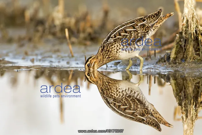 : Common Snipe (Gallinago gallinago) : Common Snipe (Gallinago gallinago)