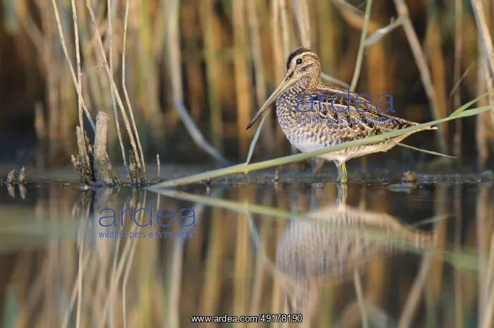 : Common Snipe (Gallinago gallinago) : Common Snipe (Gallinago gallinago)
