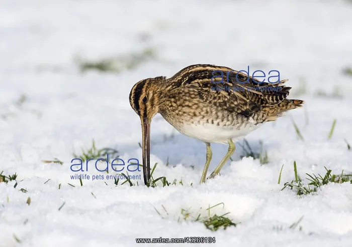 : Common Snipe (Gallinago gallinago) catching Com : Common Snipe (Gallinago gallinago) catching Com