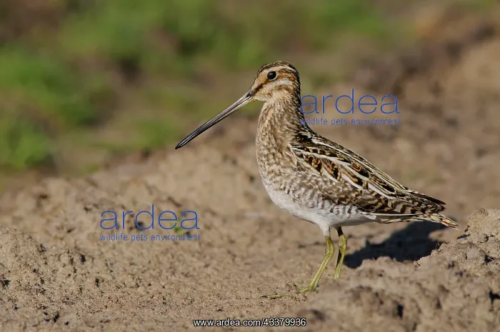 : Common Snipe (Gallinago gallinago), Emsland, Low : Common Snipe (Gallinago gallinago), Emsland, Low