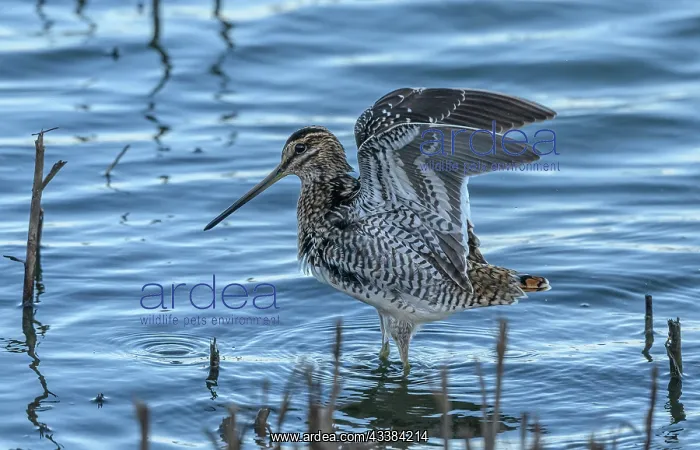 : Common snipe, Gallinago gallinago, feeding along : Common snipe, Gallinago gallinago, feeding along