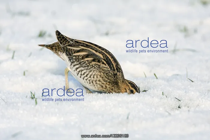 : Common Snipe (Gallinago gallinago) foraging in : Common Snipe (Gallinago gallinago) foraging in