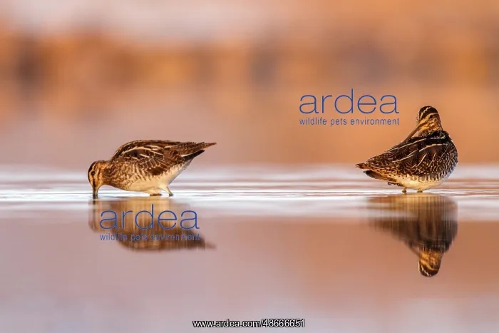 : Common Snipe (Gallinago gallinago) foraging, Castile-La : Common Snipe (Gallinago gallinago) foraging, Castile-La