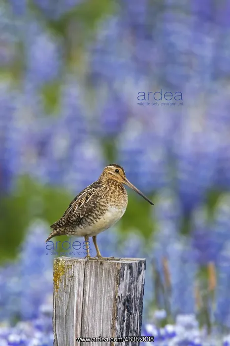 : Common snipe (Gallinago gallinago) male perched : Common snipe (Gallinago gallinago) male perched