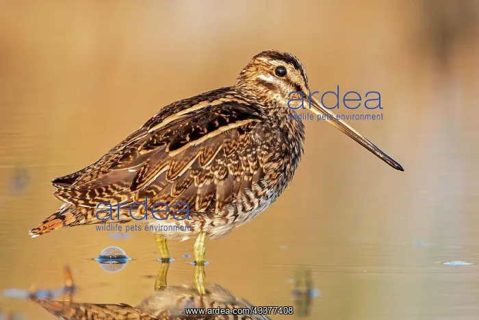: Common snipe (Gallinago gallinago) Snipe bird, wading : Common snipe (Gallinago gallinago) Snipe bird, wading