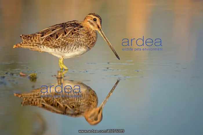 : Common snipe (Gallinago gallinago) stands in water : Common snipe (Gallinago gallinago) stands in water