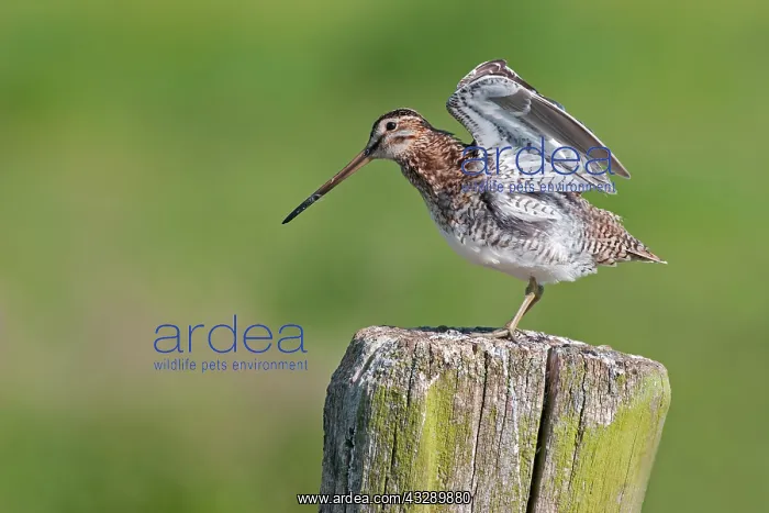 : Common Snipe (Gallinago gallinago) stretching w : Common Snipe (Gallinago gallinago) stretching w