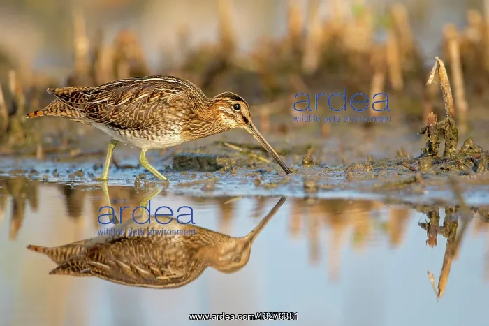 : Common snipe (Gallinago gallinago) in water foraging : Common snipe (Gallinago gallinago) in water foraging