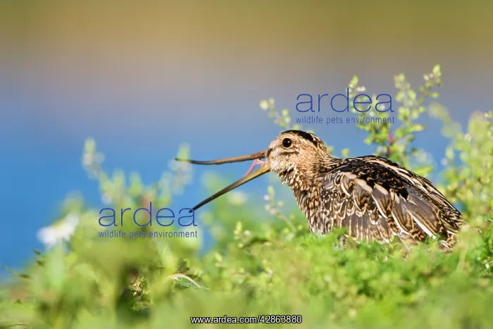 : Common Snipe - Opening and showing flexibility of bill : Common Snipe - Opening and showing flexibility of bill