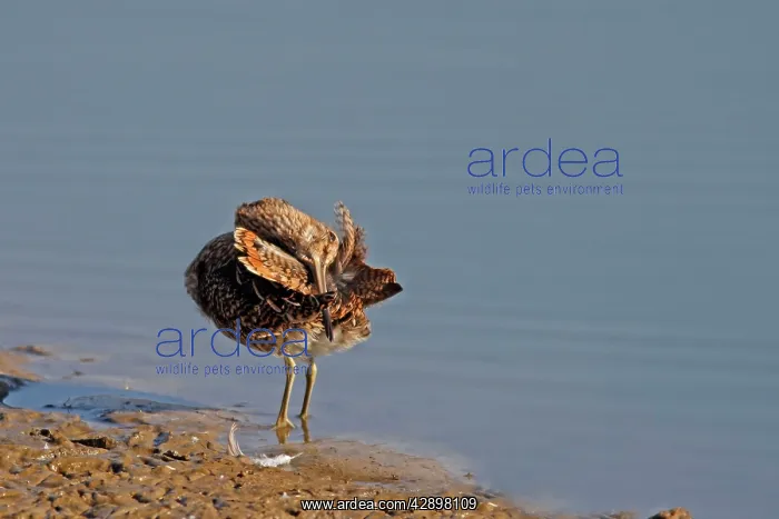 : Common Snipe - preening