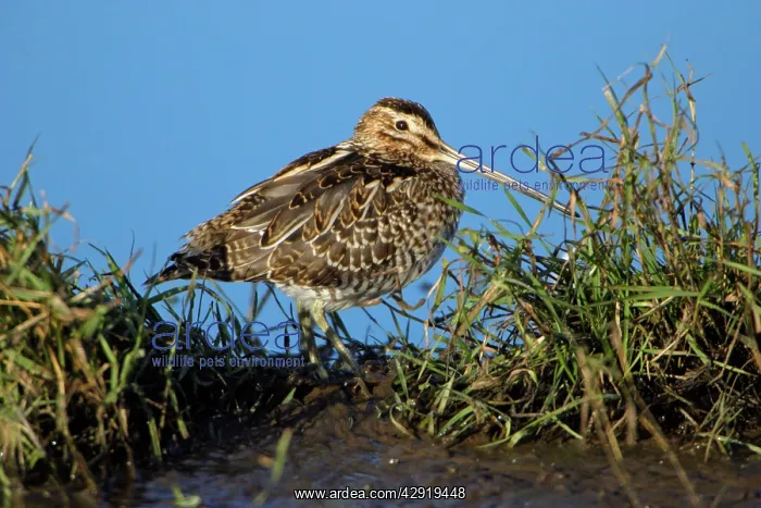  : Common Snipe - resting at edge of fresh water lake