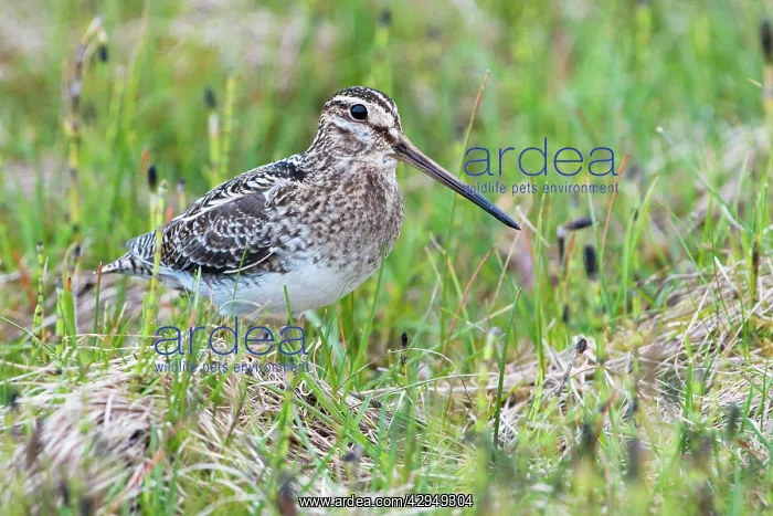 : Common Snipe - Single adult on ground in vegetation : Common Snipe - Single adult on ground in vegetation