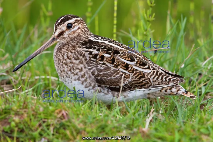 : Common Snipe - Single adult on ground in vegetation : Common Snipe - Single adult on ground in vegetation