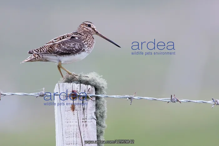 : Common Snipe - Single adult perching on fence post : Common Snipe - Single adult perching on fence post