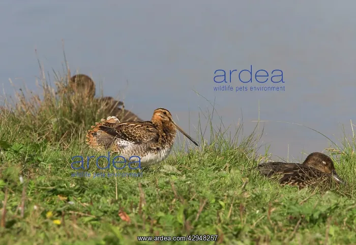: Common Snipe - Sunning, Water edge : Common Snipe - Sunning, Water edge