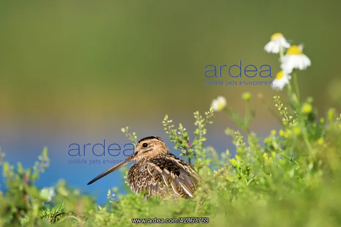 : Common Snipe - Water-level perspective of the bird : Common Snipe - Water-level perspective of the bird