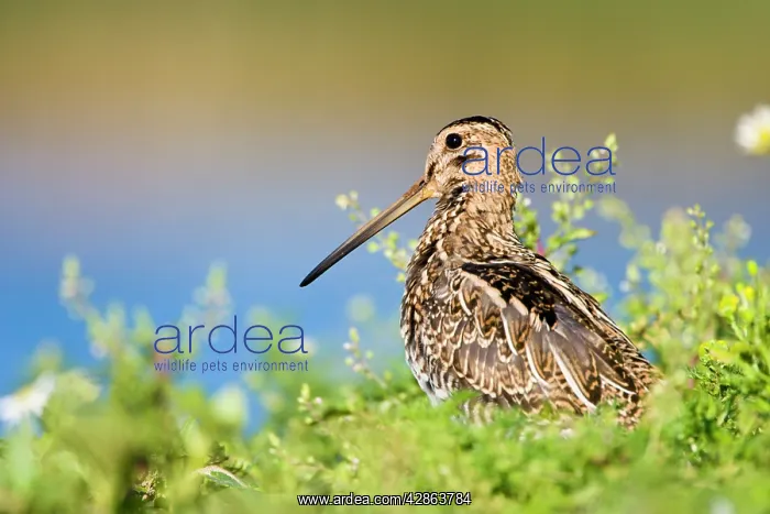 : Common Snipe - Water-level perspective of the bird : Common Snipe - Water-level perspective of the bird