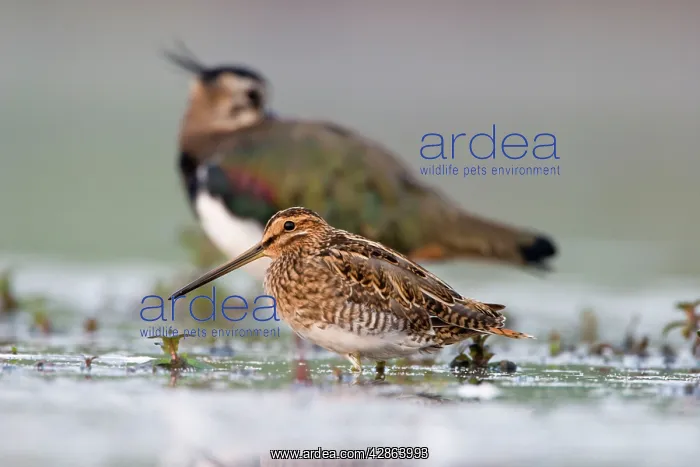 : Common Snipe - Water-level perspective of the bird : Common Snipe - Water-level perspective of the bird