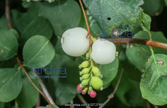 : Common Snowberry, Symphoricarpus albus, in flower : Common Snowberry, Symphoricarpus albus, in flower