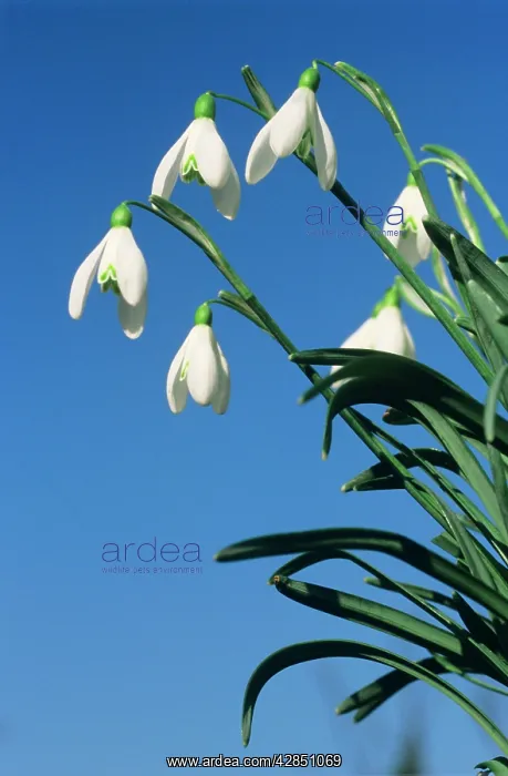  : Common SNOWDOP