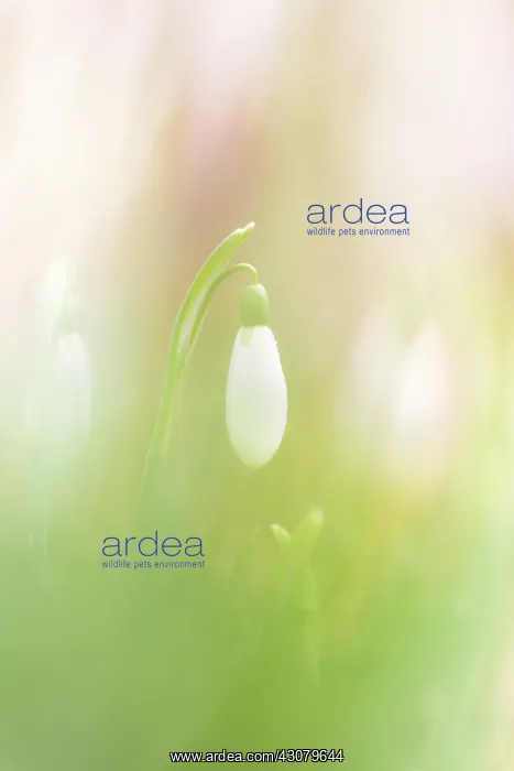 : Common Snowdrop : Common Snowdrop