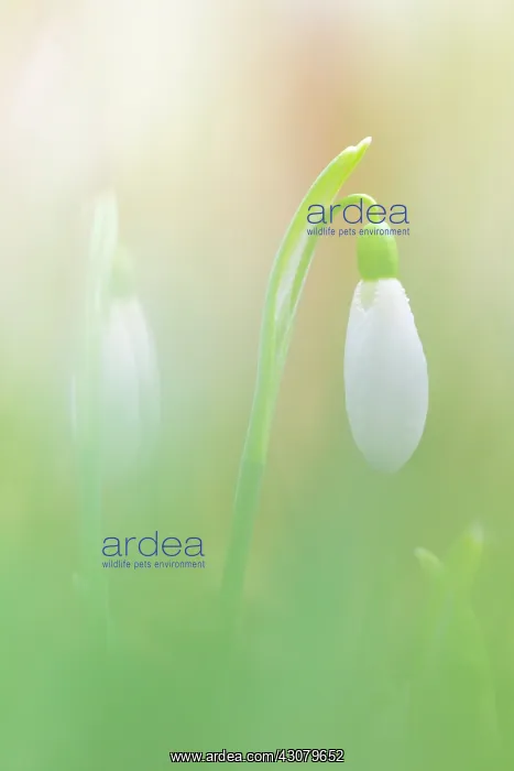 : Common Snowdrop : Common Snowdrop