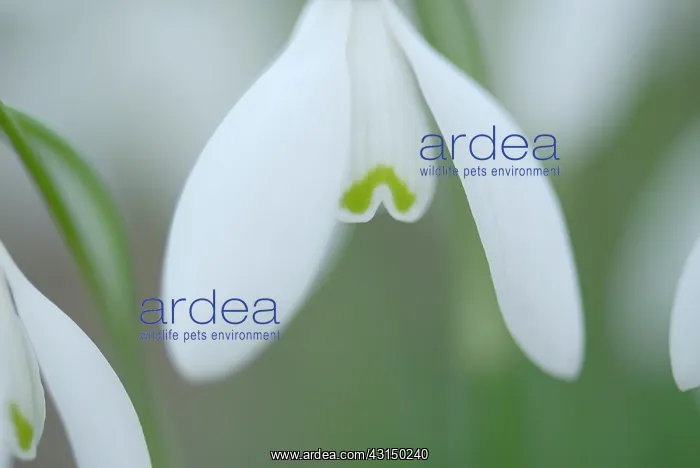 : Common Snowdrop : Common Snowdrop