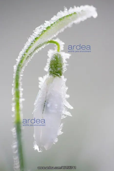 : Common Snowdrop : Common Snowdrop