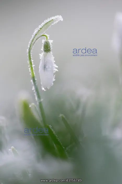 : Common Snowdrop : Common Snowdrop
