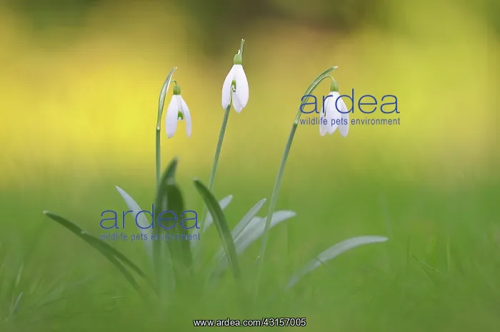 : Common Snowdrop : Common Snowdrop