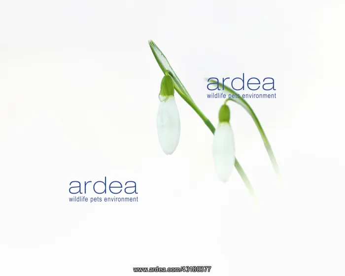 : Common Snowdrop : Common Snowdrop