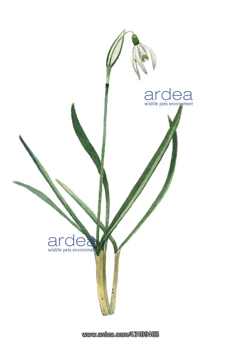 : Common Snowdrop : Common Snowdrop