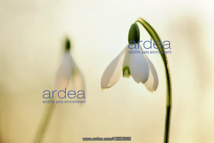 : Common Snowdrop : Common Snowdrop
