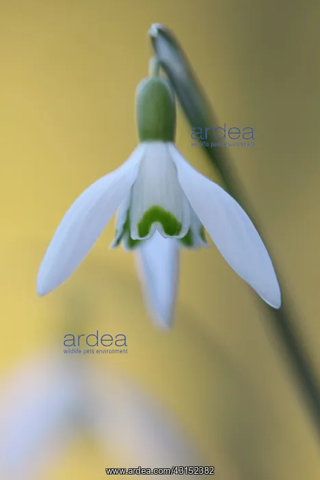 : Common Snowdrop (Galanthus nivalis) : Common Snowdrop (Galanthus nivalis)