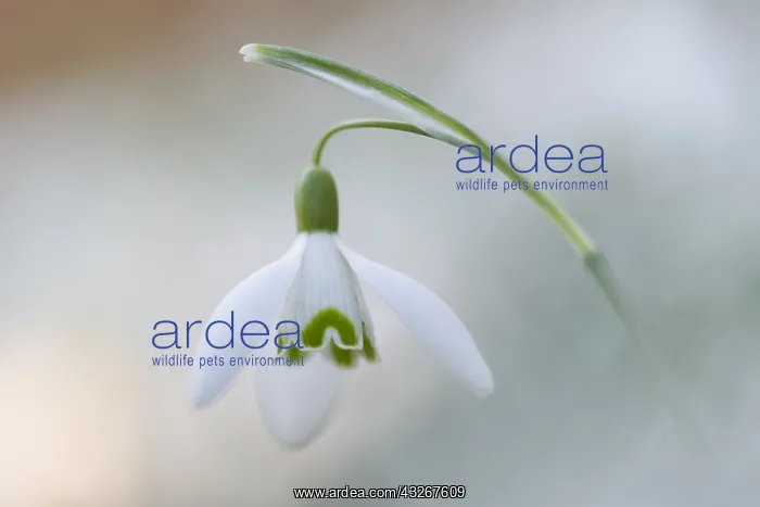 : Common Snowdrop (Galanthus nivalis) flowering : Common Snowdrop (Galanthus nivalis) flowering