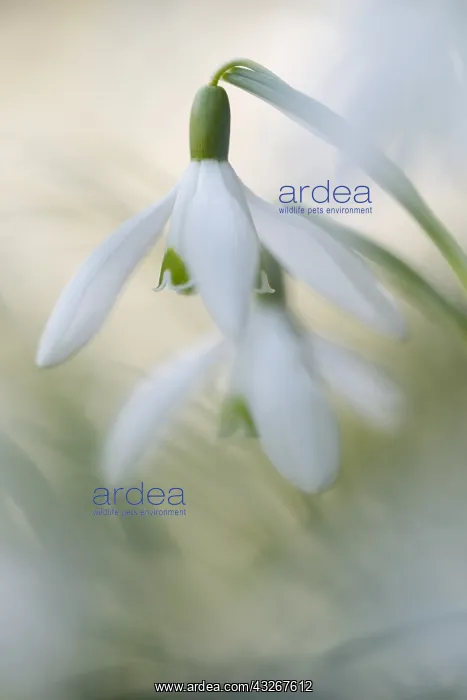 : Common Snowdrop (Galanthus nivalis) flowering : Common Snowdrop (Galanthus nivalis) flowering