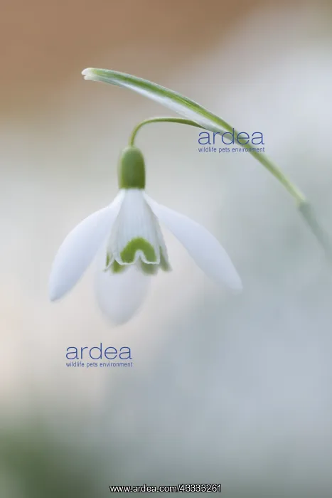 : Common Snowdrop (Galanthus nivalis) flowering : Common Snowdrop (Galanthus nivalis) flowering