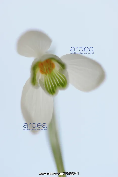: Common Snowdrop (Galanthus nivalis) seen from the underside : Common Snowdrop (Galanthus nivalis) seen from the underside
