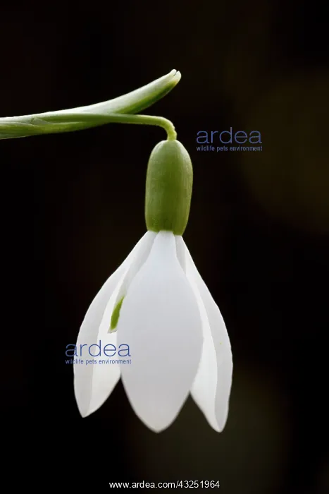 : Common Snowdrop - single flower - Germany : Common Snowdrop - single flower - Germany