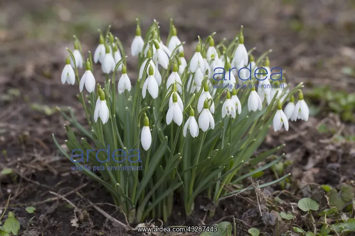 : Common Snowdrop, Snowdrop - flowering plants in : Common Snowdrop, Snowdrop - flowering plants in