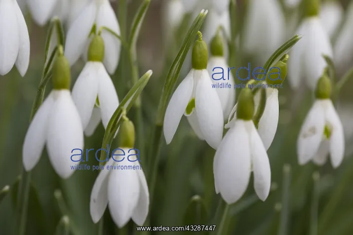 : Common Snowdrop, Snowdrop - flowering plants in : Common Snowdrop, Snowdrop - flowering plants in