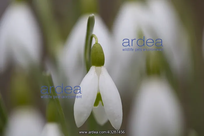 : Common Snowdrop, Snowdrop - flowering plants in : Common Snowdrop, Snowdrop - flowering plants in