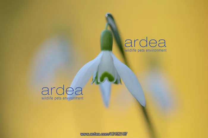 : Common Snowdrops (Galanthus nivalis) : Common Snowdrops (Galanthus nivalis)