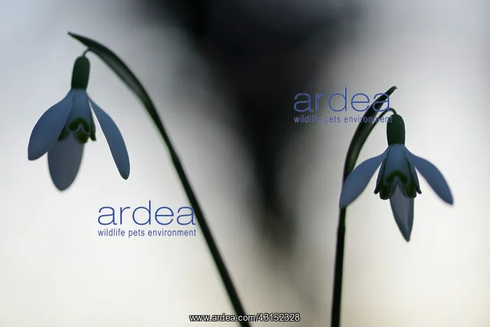  : Common Snowdrops (Galanthus nivalis)