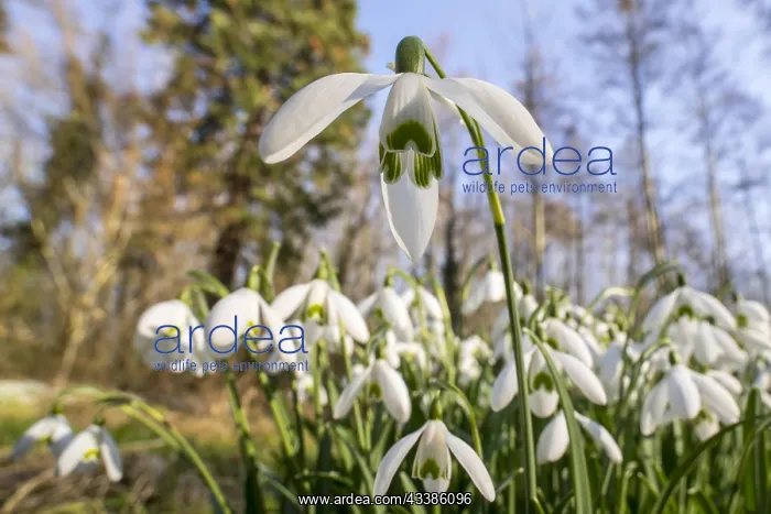 : Common snowdrops (Galanthus nivalis) (Chianthemu : Common snowdrops (Galanthus nivalis) (Chianthemu