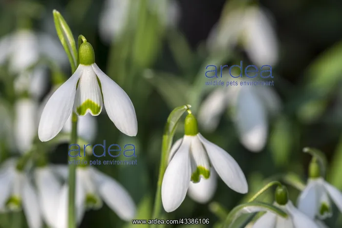 : Common snowdrops (Galanthus nivalis) (Chianthemu : Common snowdrops (Galanthus nivalis) (Chianthemu