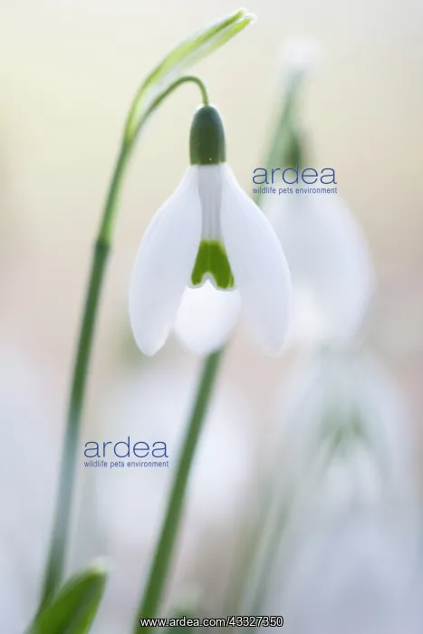 : Common snowdrops (Galanthus nivalis) in early morning light : Common snowdrops (Galanthus nivalis) in early morning light