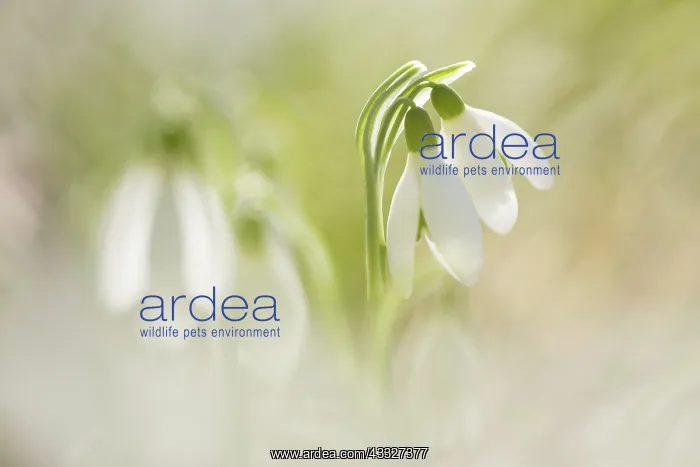 : Some common snowdrops (Galanthus nivalis) in the sun : Some common snowdrops (Galanthus nivalis) in the sun