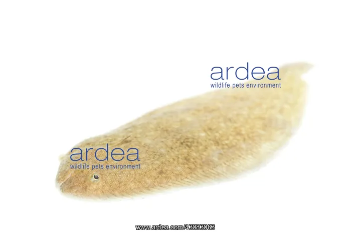 : Common Sole : Common Sole