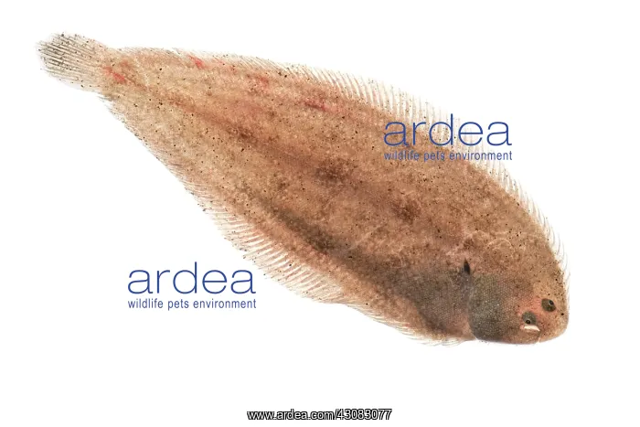 : Common Sole : Common Sole